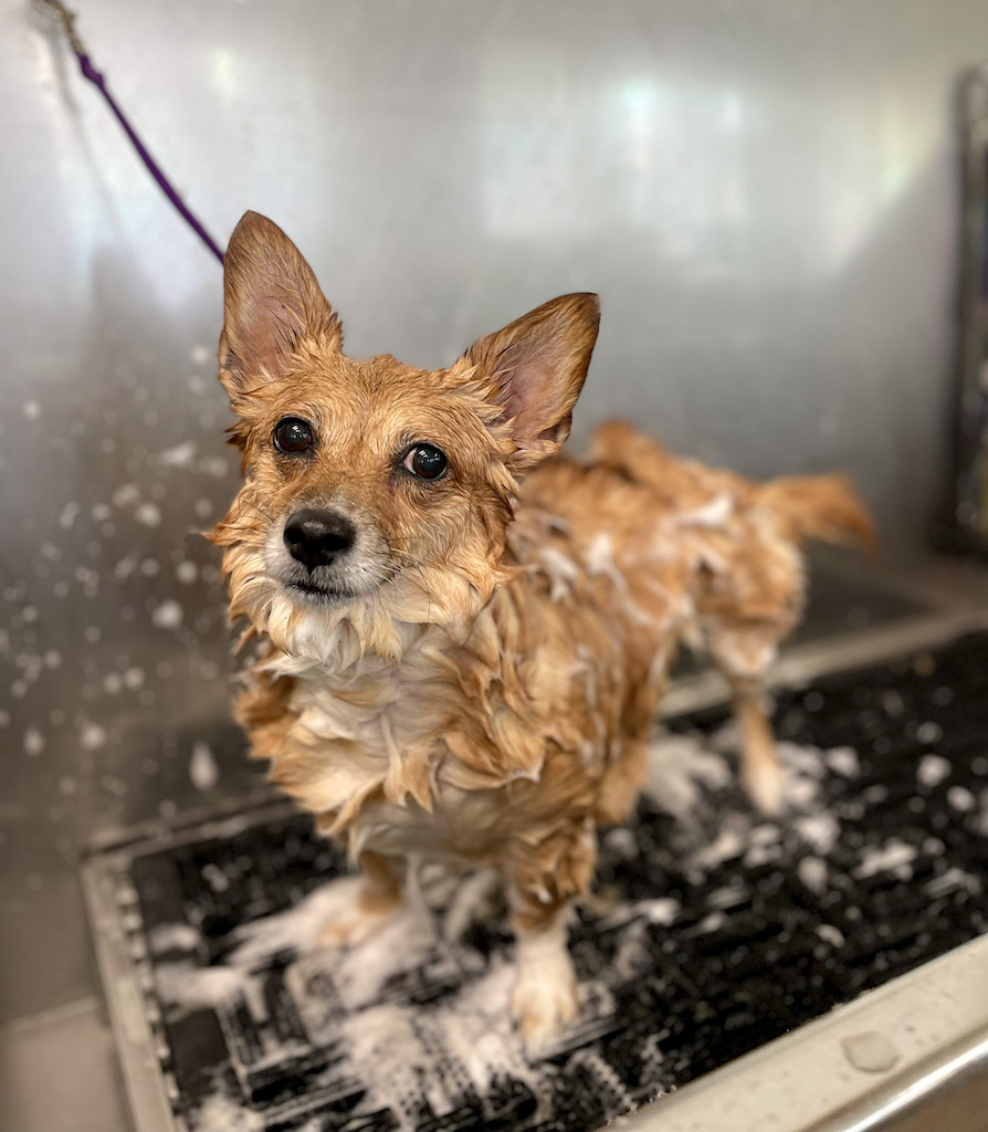 dog at tacoma groomer taking bath