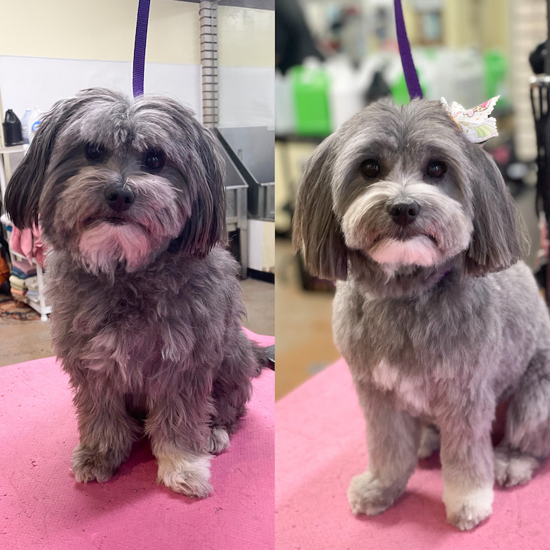 small dog groom in Tacoma